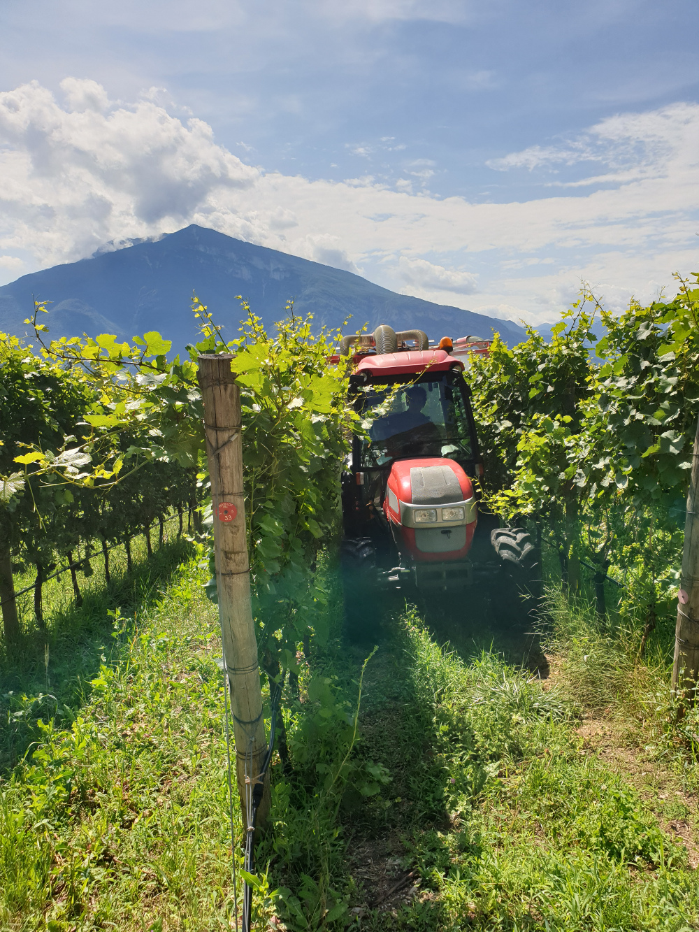 Mountain Viticulture